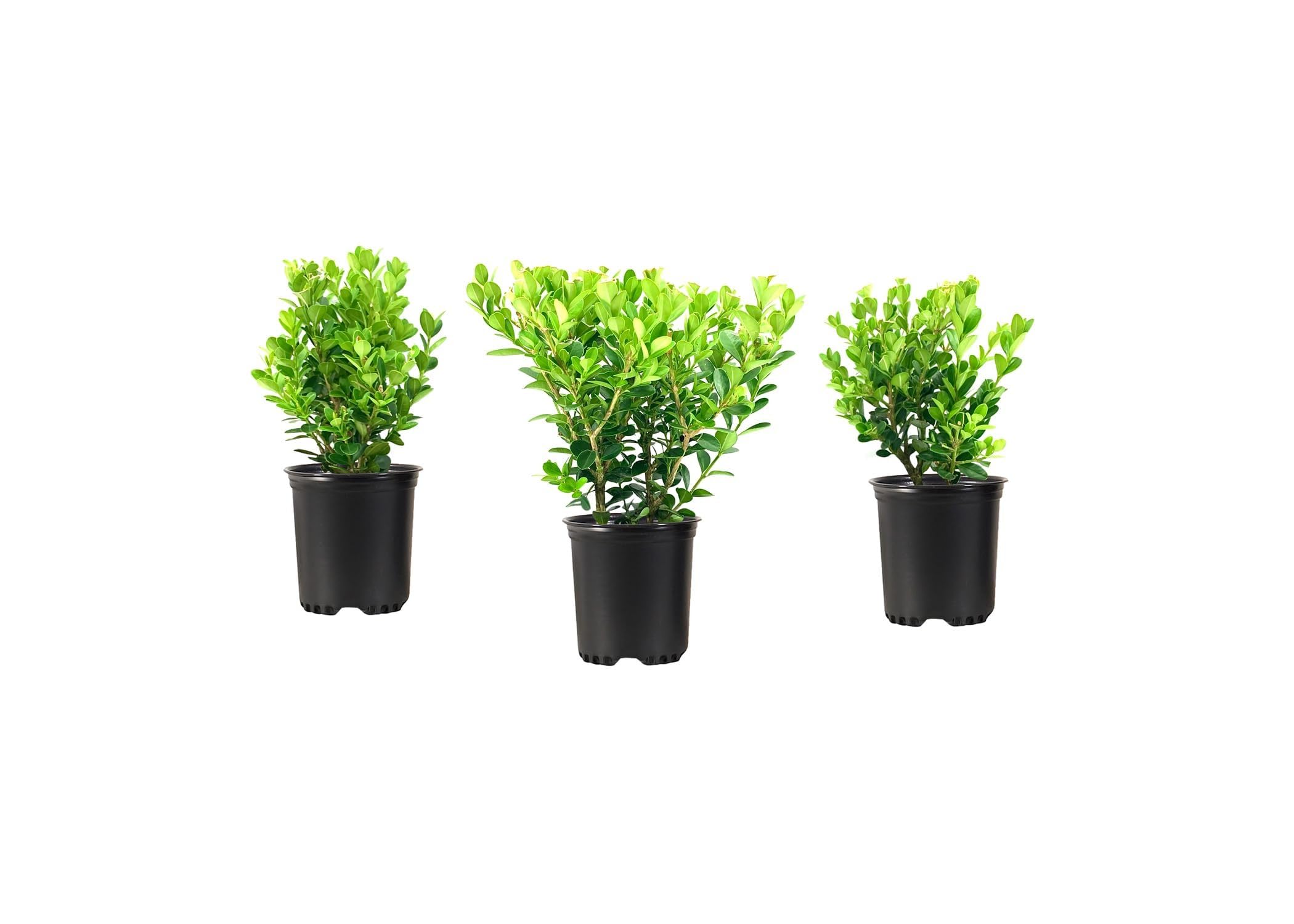 Amazon.com : Wintergreen Boxwood | 3 Live 4 Inch Plants | Buxus